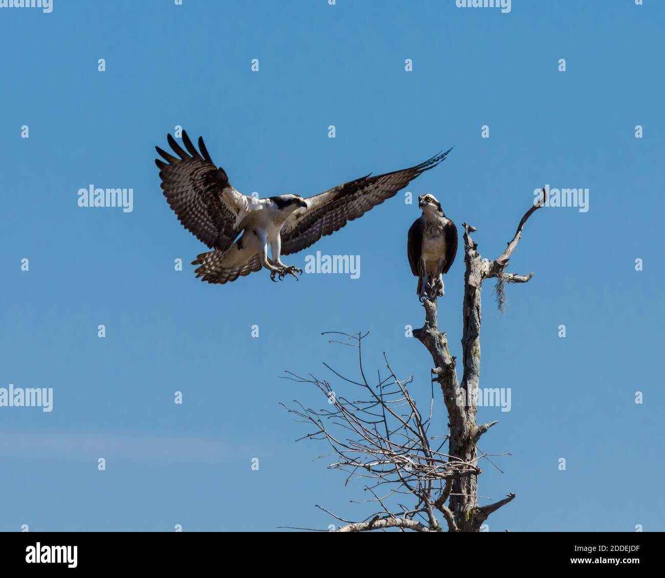 Un Osprey, Pandion haliaetus, se retrouve sur un arbre par son partenaire dans le bassin Atchachafalaya, dans le sud de Lousiana, aux États-Unis. Banque D'Images