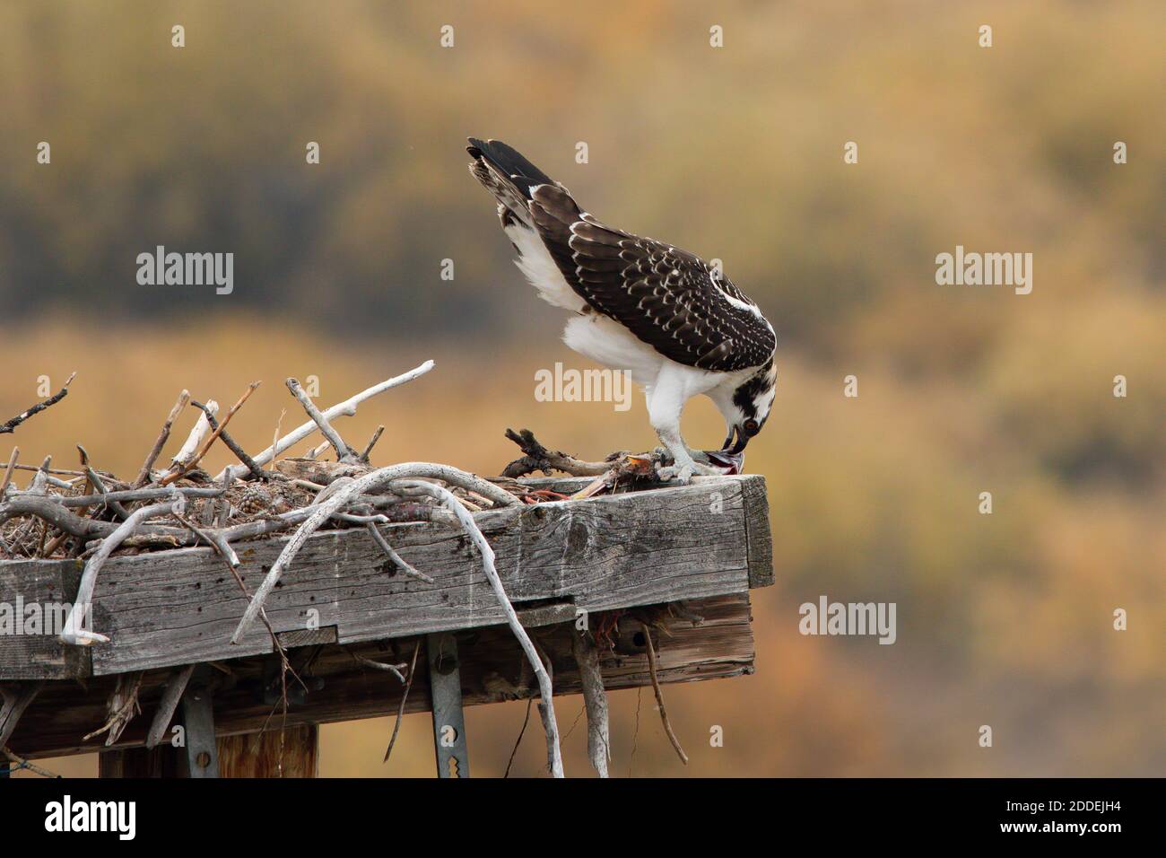 Une jeune balbuzard sur une boîte de nid mange un poisson dans la vallée de Buffalo, dans le parc national de Grand Teton, dans le Wyoming, aux États-Unis. Banque D'Images
