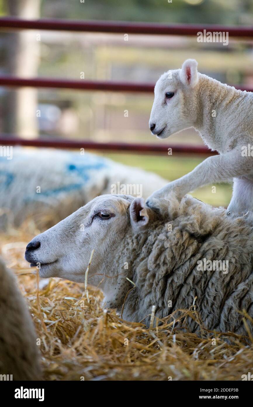 Agneau de Lleyn, nouveau-né, à face blanche, grimpant sur la brebis de la mère dans une ferme à l'heure de l'agissement, au Royaume-Uni Banque D'Images