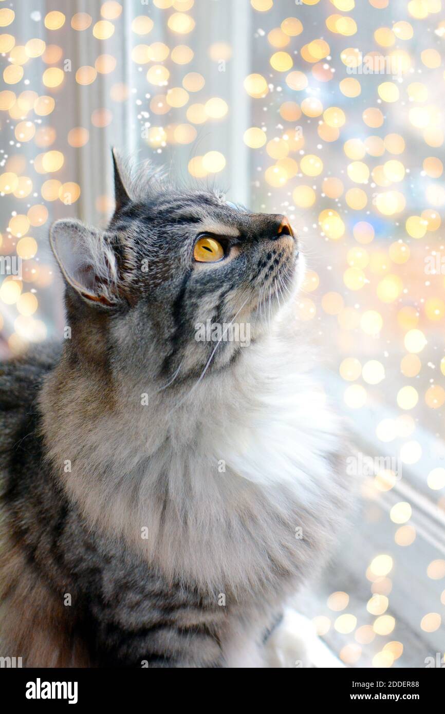 Joli grand chat gris doux couché près de la fenêtre et regardant les lumières de Noël floues. Bannière sur les animaux de compagnie. Vue avant Banque D'Images