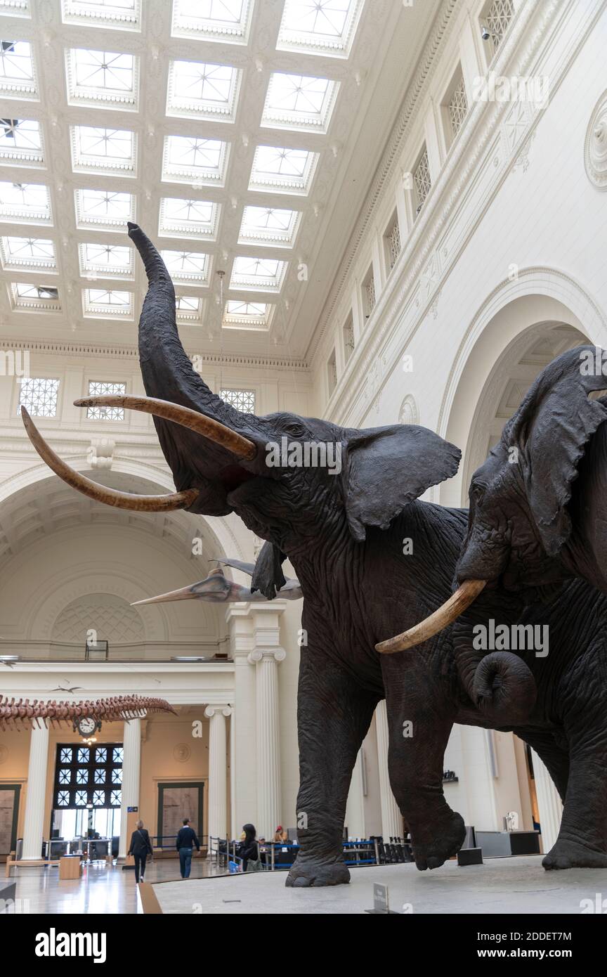 Diorama des éléphants dans la salle Stanley Field Hall, sur le terrain Musée de Chicago Banque D'Images