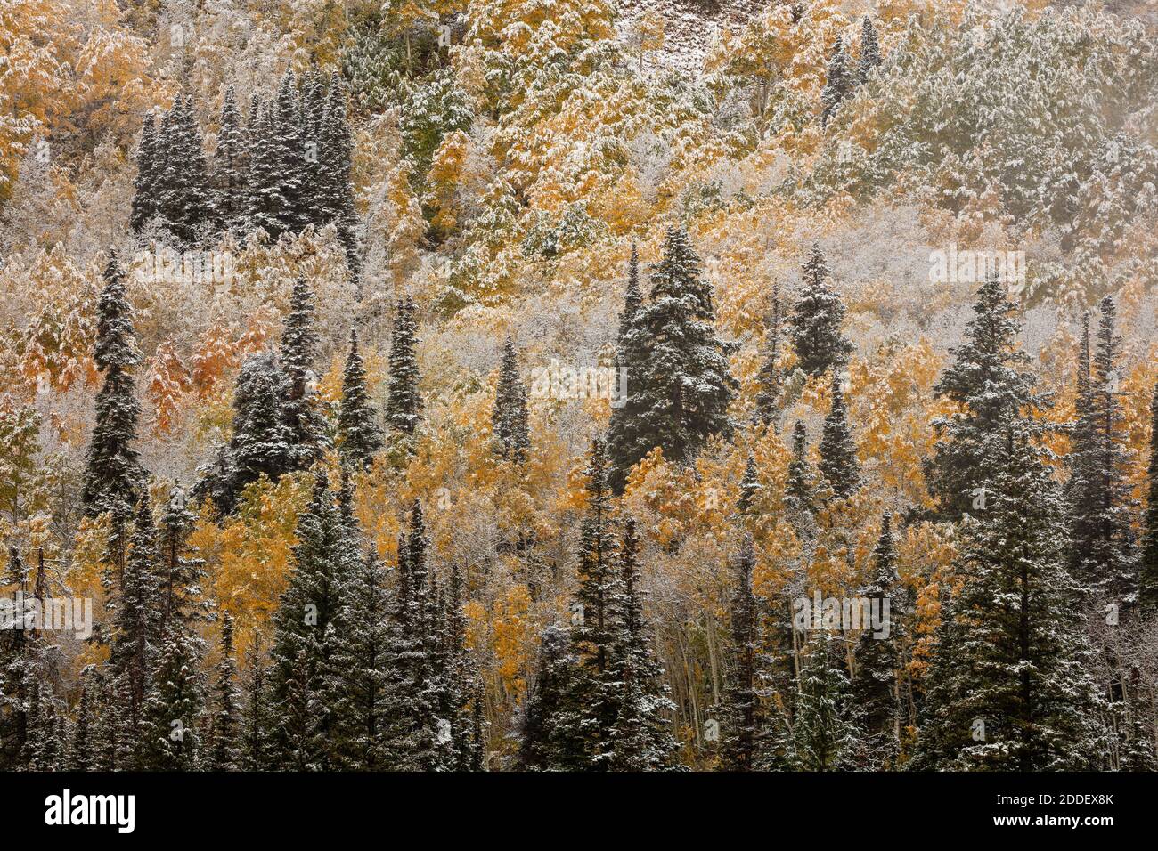 Tempête d'automne, Big Cottonwood Canyon, Utah Banque D'Images