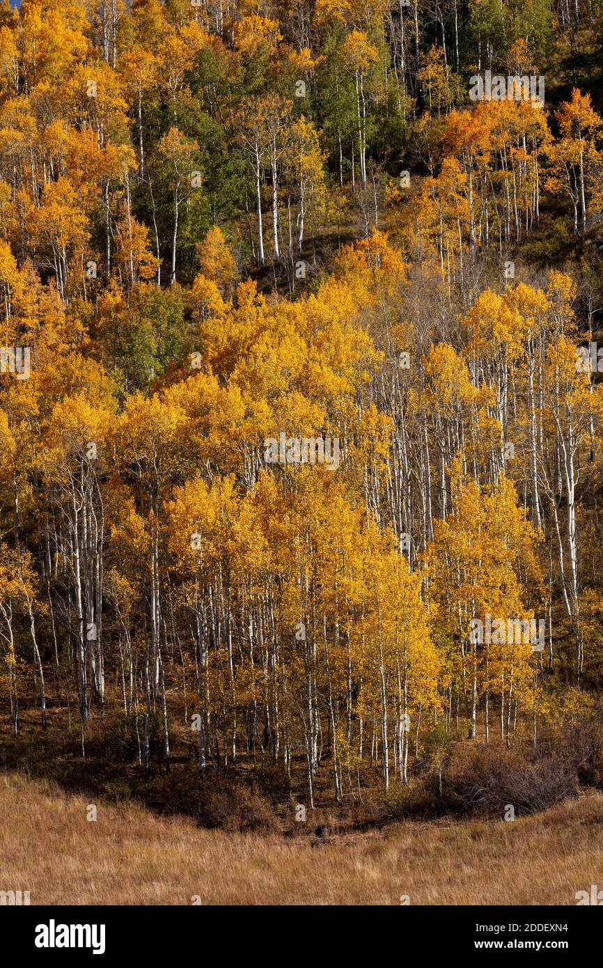Tremble à craqueler en automne, Crested Butte, Colorado Banque D'Images