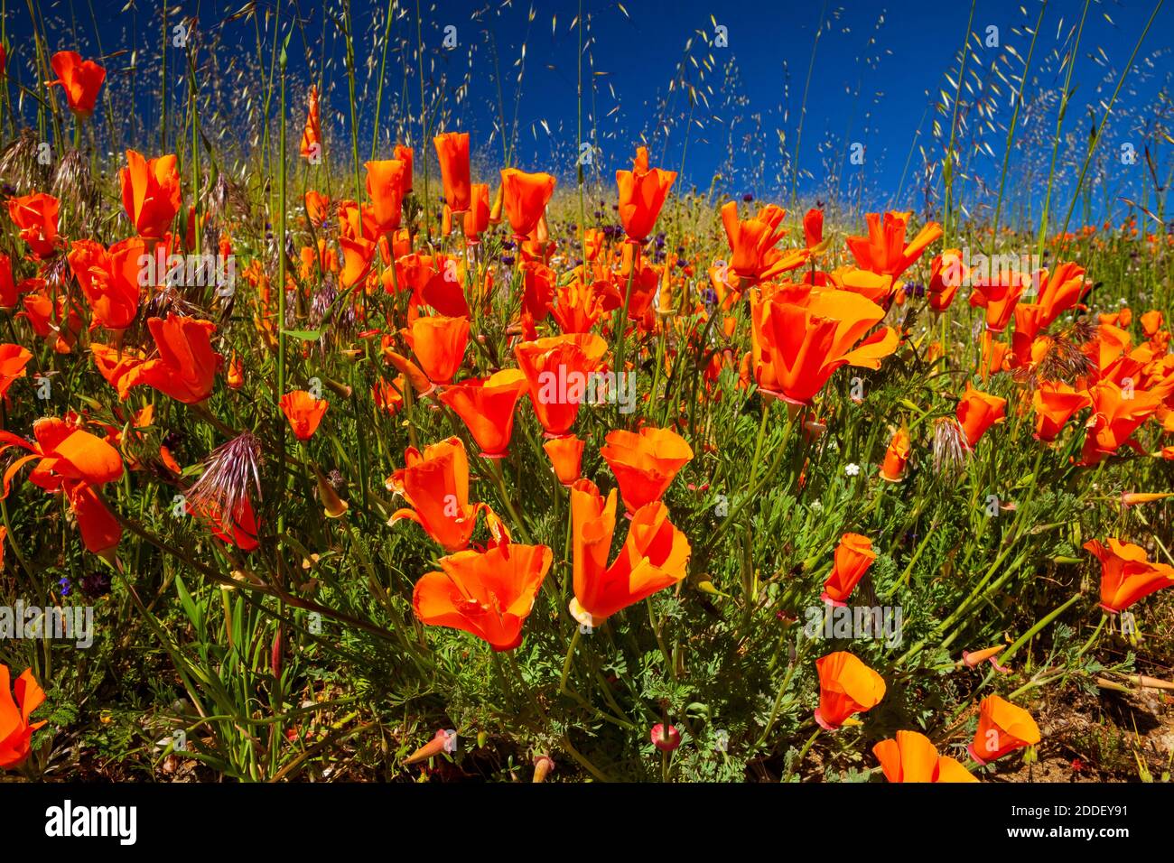 Coquelicots de Californie, Antelope Valley, Californie Banque D'Images