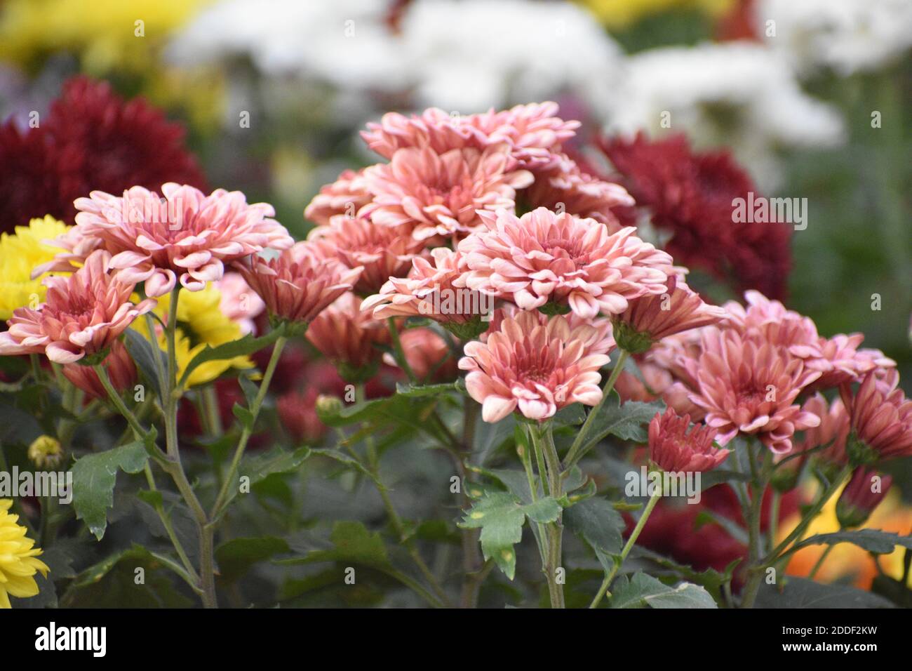 Un bouquet de fleurs roses de Gerbera. Banque D'Images