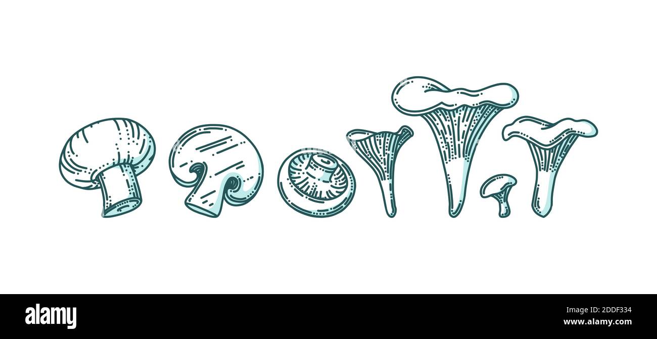 Chanterelle et champignons de Paris dans un style doodle à l'ombre. Champignons de forêt ou de ferme de différentes tailles. Illustration vectorielle Doodle Illustration de Vecteur