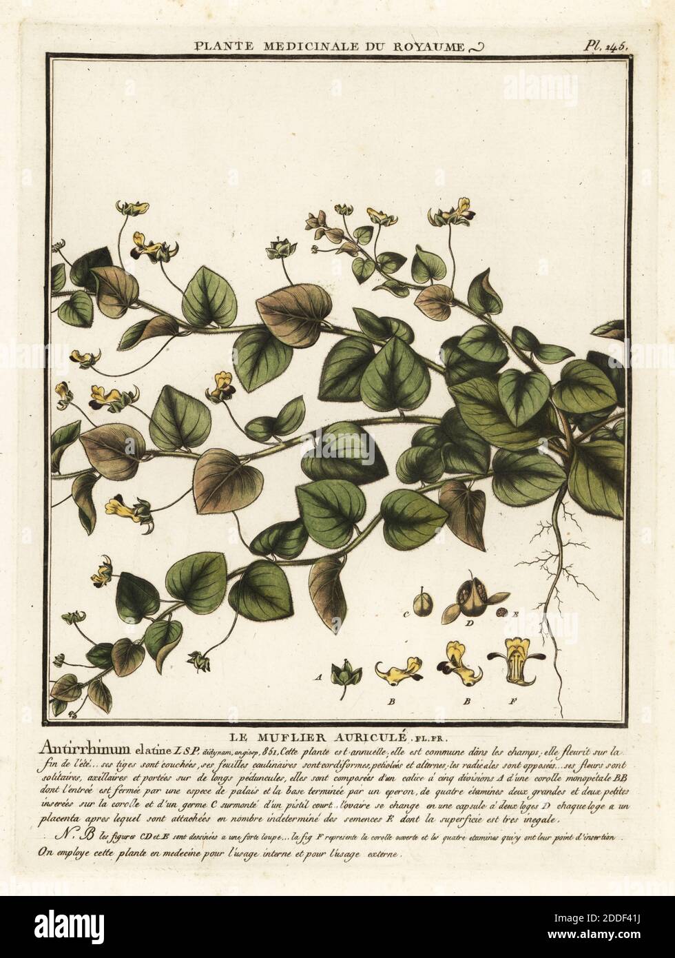 Sharpleaf cancermoort, Kickxia elatine. Le muflier auricule, Antirrhinum elatine. Gravure en plaque de coperplate imprimée en trois couleurs par Pierre Bulliard de son Herbier de la France, ou collection complète des plantes indigénes de ce royaume, Didot jeune, Debure et Belin, 1780-1793. Banque D'Images