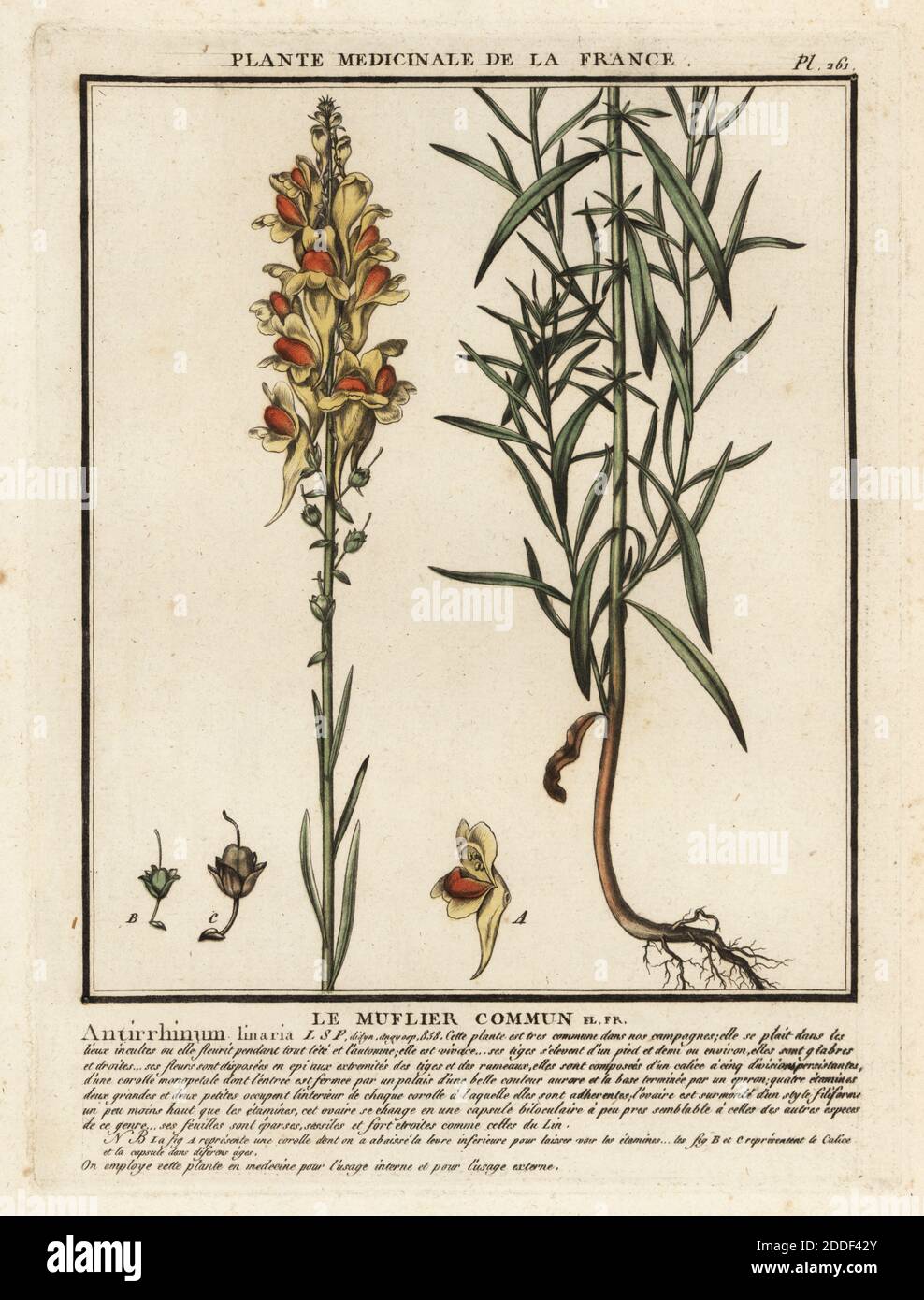 Toadlin commun, Linaria vulgaris. Le muflier commun, Antirrhinum linaria. Gravure en plaque de coperplate imprimée en trois couleurs par Pierre Bulliard de son Herbier de la France, ou collection complète des plantes indigénes de ce royaume, Didot jeune, Debure et Belin, 1780-1793. Banque D'Images