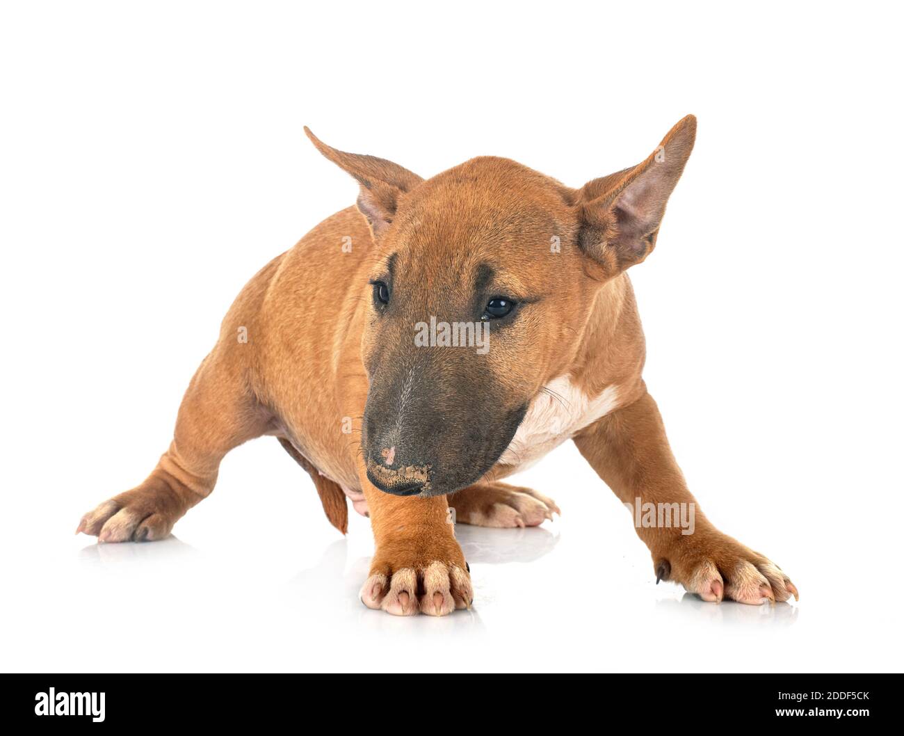 Bull Terrier miniature devant un fond blanc Banque D'Images