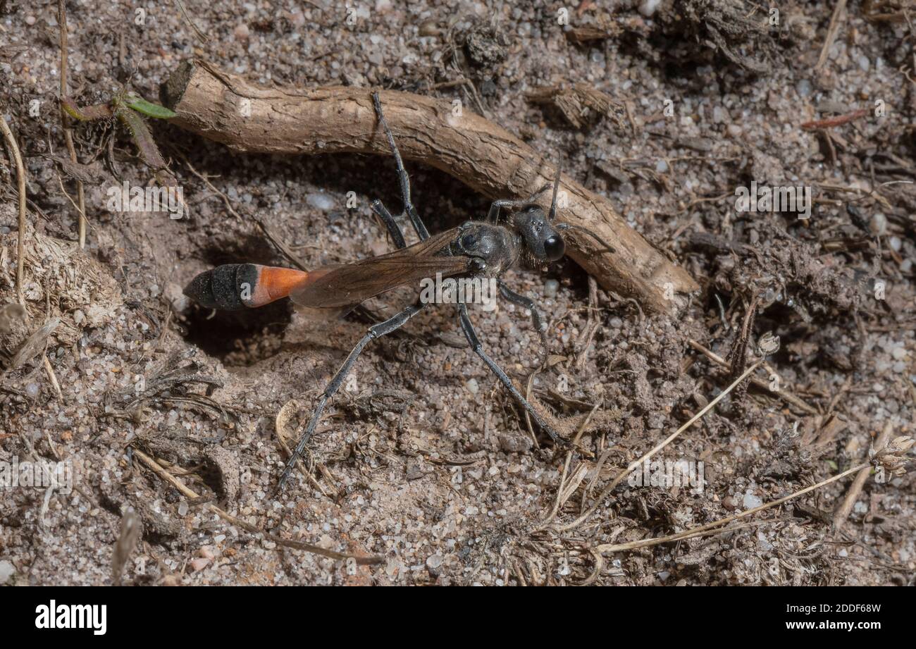Guêpe de sable de Heath femelle, Ammophila pubescens, fermant le terreau de nid avec de la pierre et du sol. Dorset. Banque D'Images