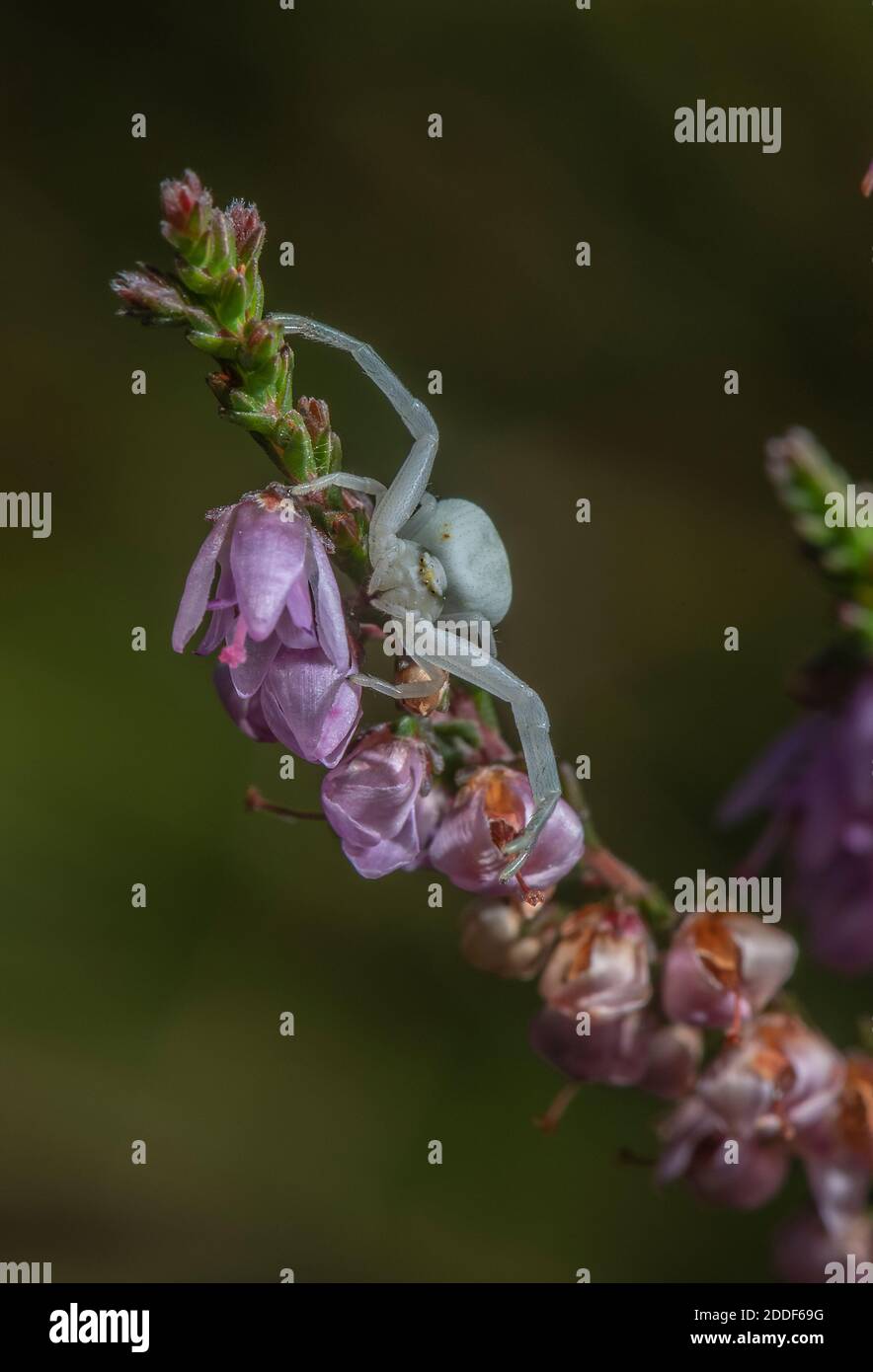 Araignée de crabe, Misumena vatia, en attente de la proie sur le chiné commun, landes de bruyère. Banque D'Images