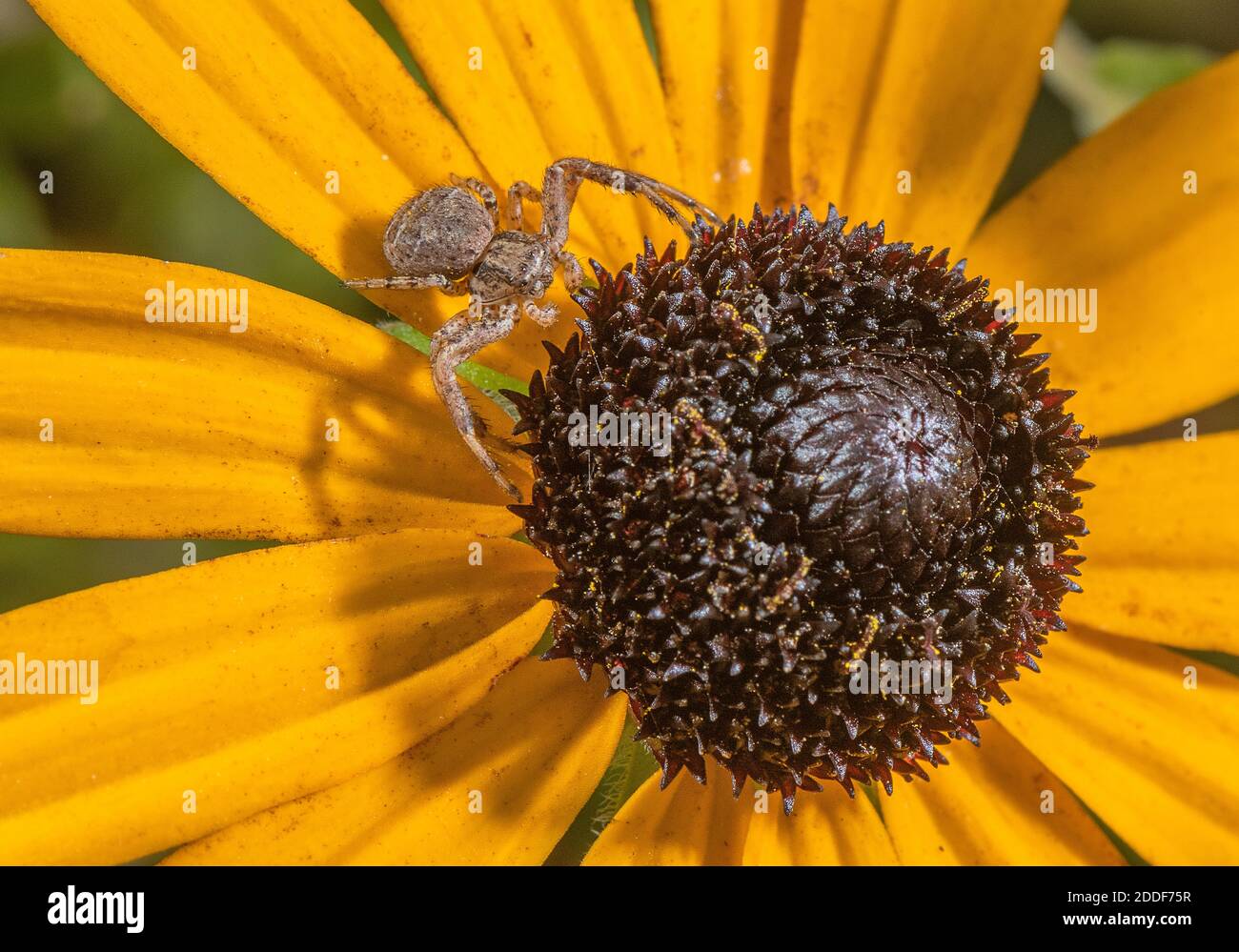 Crab Spider, Xysticus cristatus attendant sur une coneflière, Rudbeckia, dans le jardin sauvage. Banque D'Images
