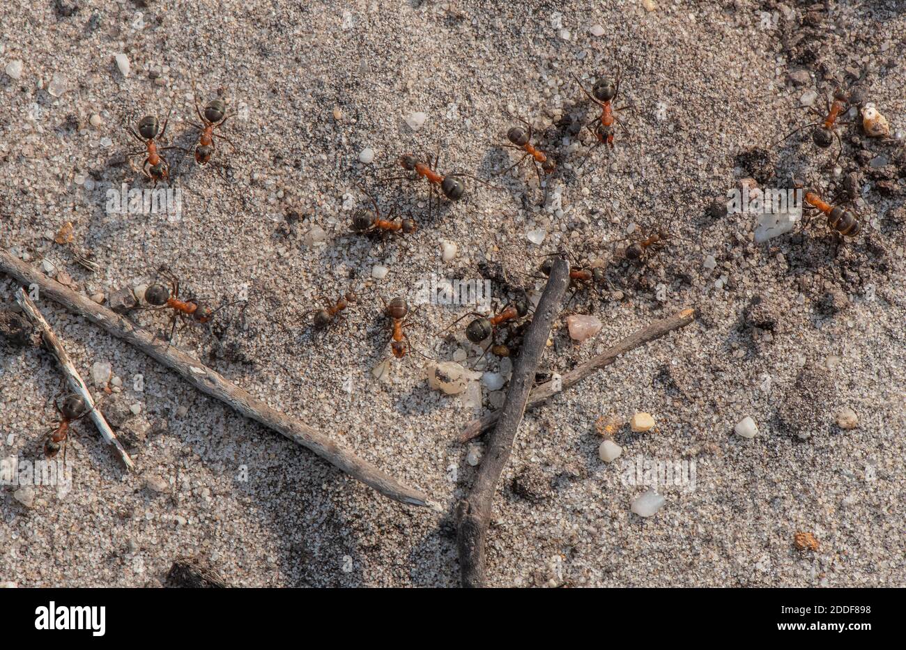 Ants de bois du sud, Formica rufa, suivant le chemin de retour à la colonie sur le bord de la lande. Banque D'Images