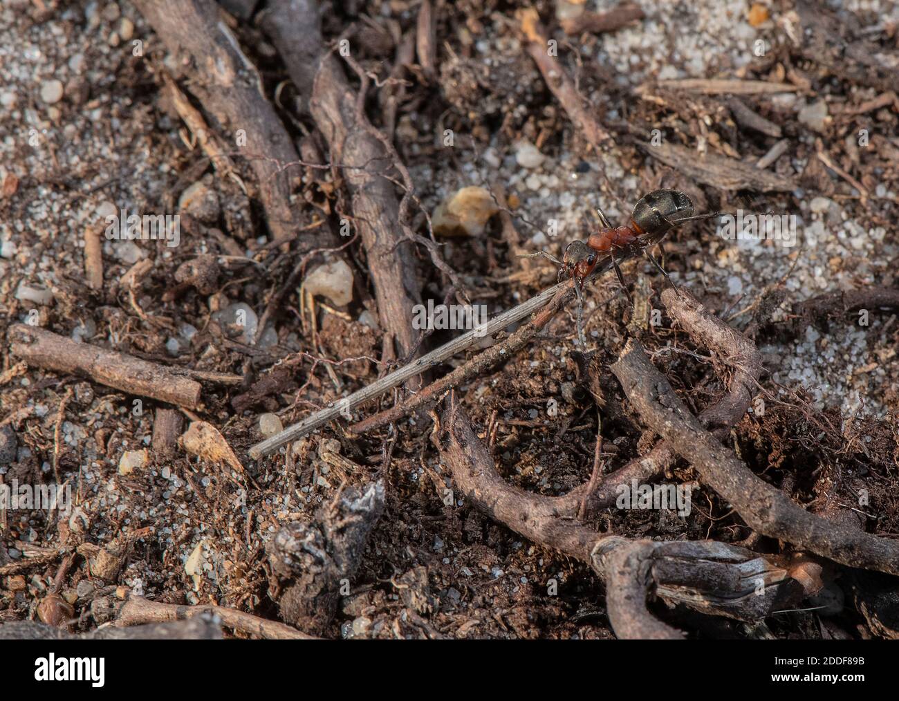 Ants de bois du sud, Formica rufa, transportant des brindilles de retour à la colonie de nid sur le bord de la lande. Banque D'Images