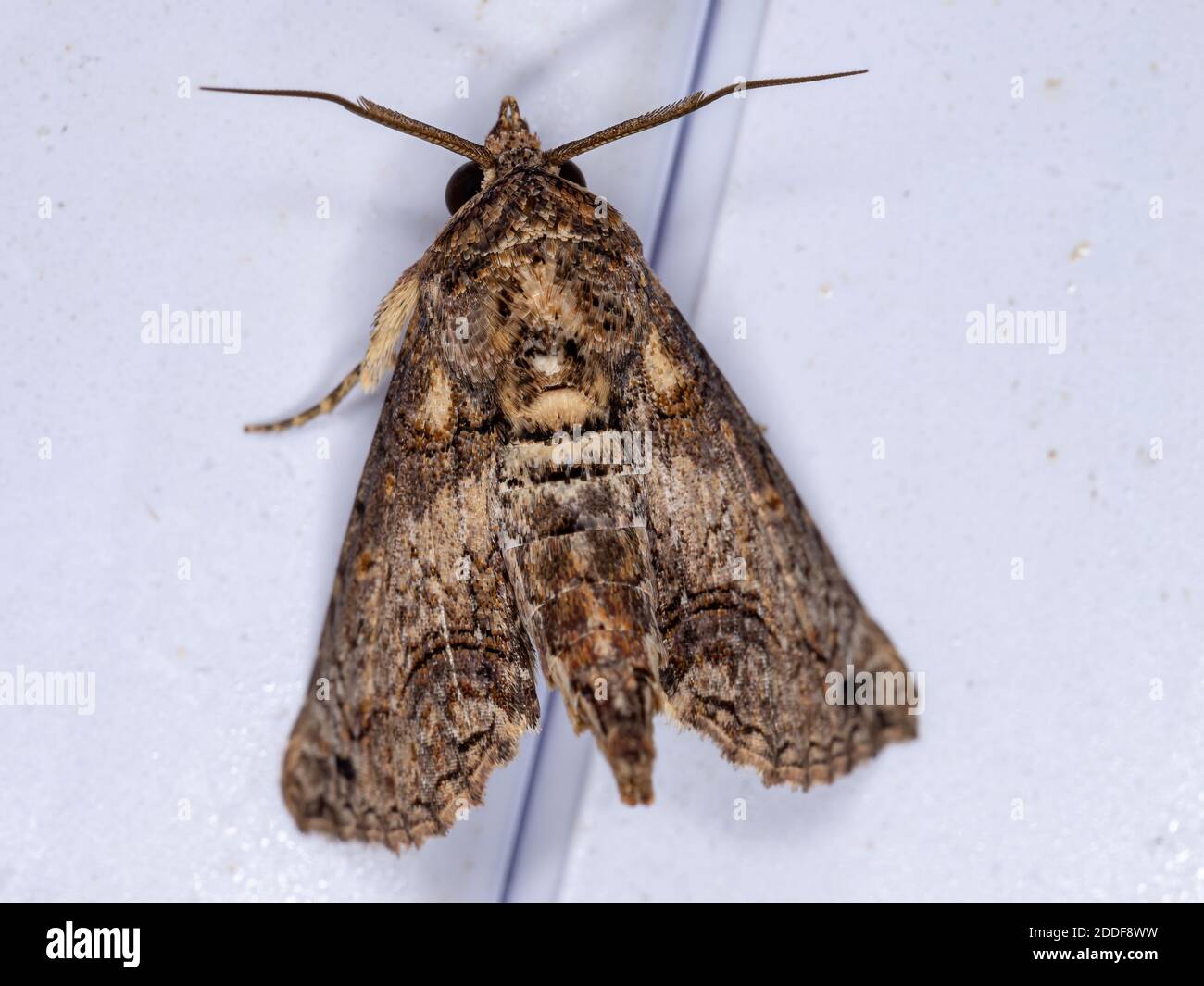 Euteliid Moth de la famille Euteliidae Banque D'Images