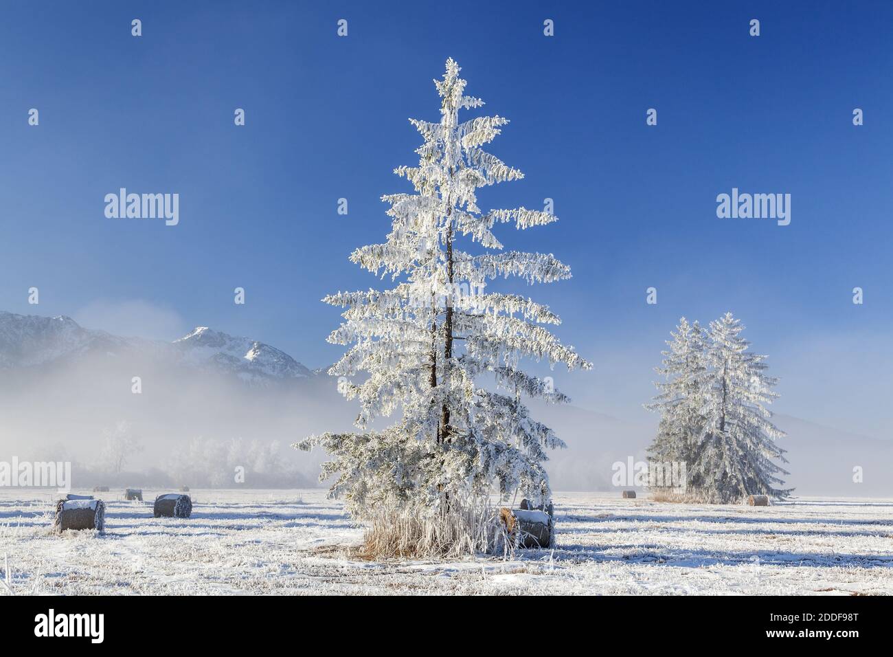 Géographie / Voyage, Allemagne, Bavière, Kochel am See, gelée blanche à l'épinette dans les Kochelseemoos, Koche, droits-supplémentaires-déchéance-Info-non-disponible Banque D'Images