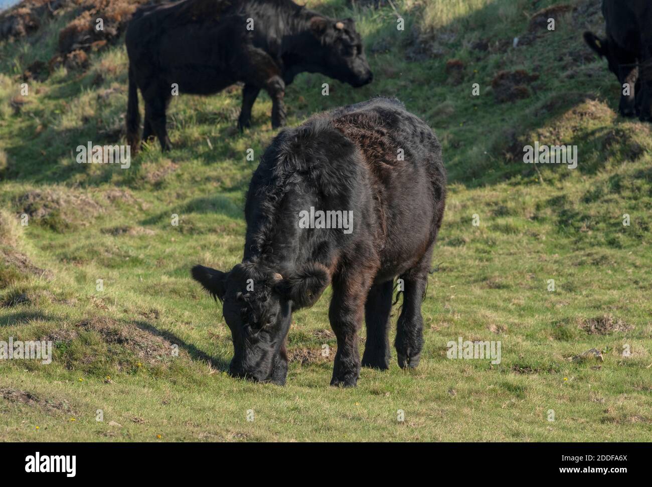 Le bétail noir gallois, paître dans le parc des cerfs à Martinshaven, parc national de la côte du Pembrokeshire Banque D'Images