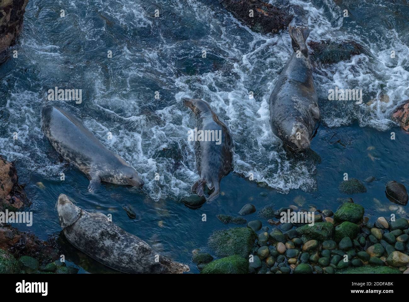 Phoques gris, Halichoerus grypus, à la plage de reproduction sur la côte du Pembrokeshire, au sud-ouest du pays de Galles. Banque D'Images