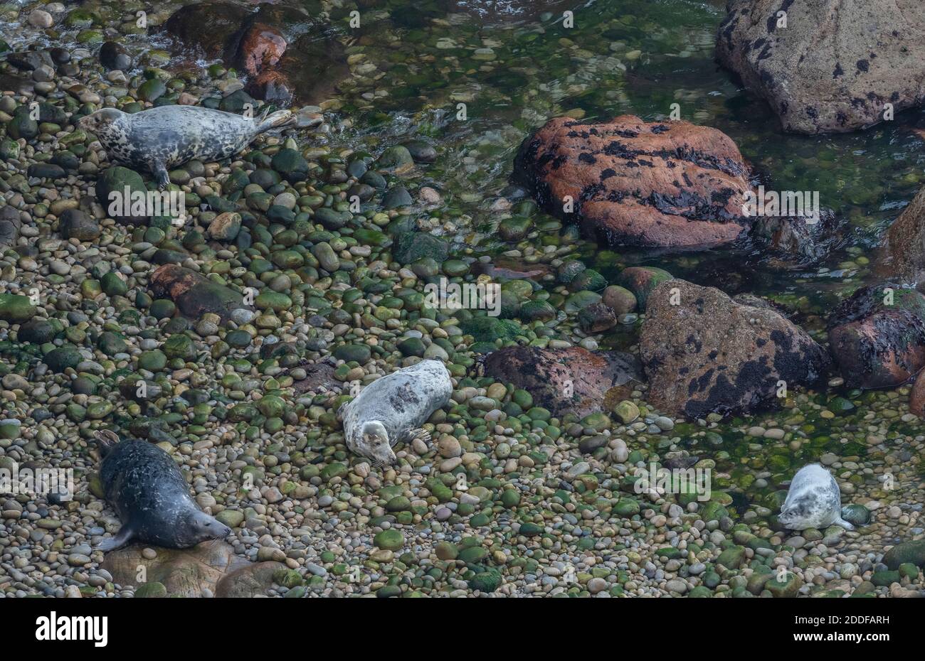 Phoque gris, Halichoerus grypus mamans et petits sur la plage de reproduction dans le sud-ouest du pays de Galles. Automne. Banque D'Images