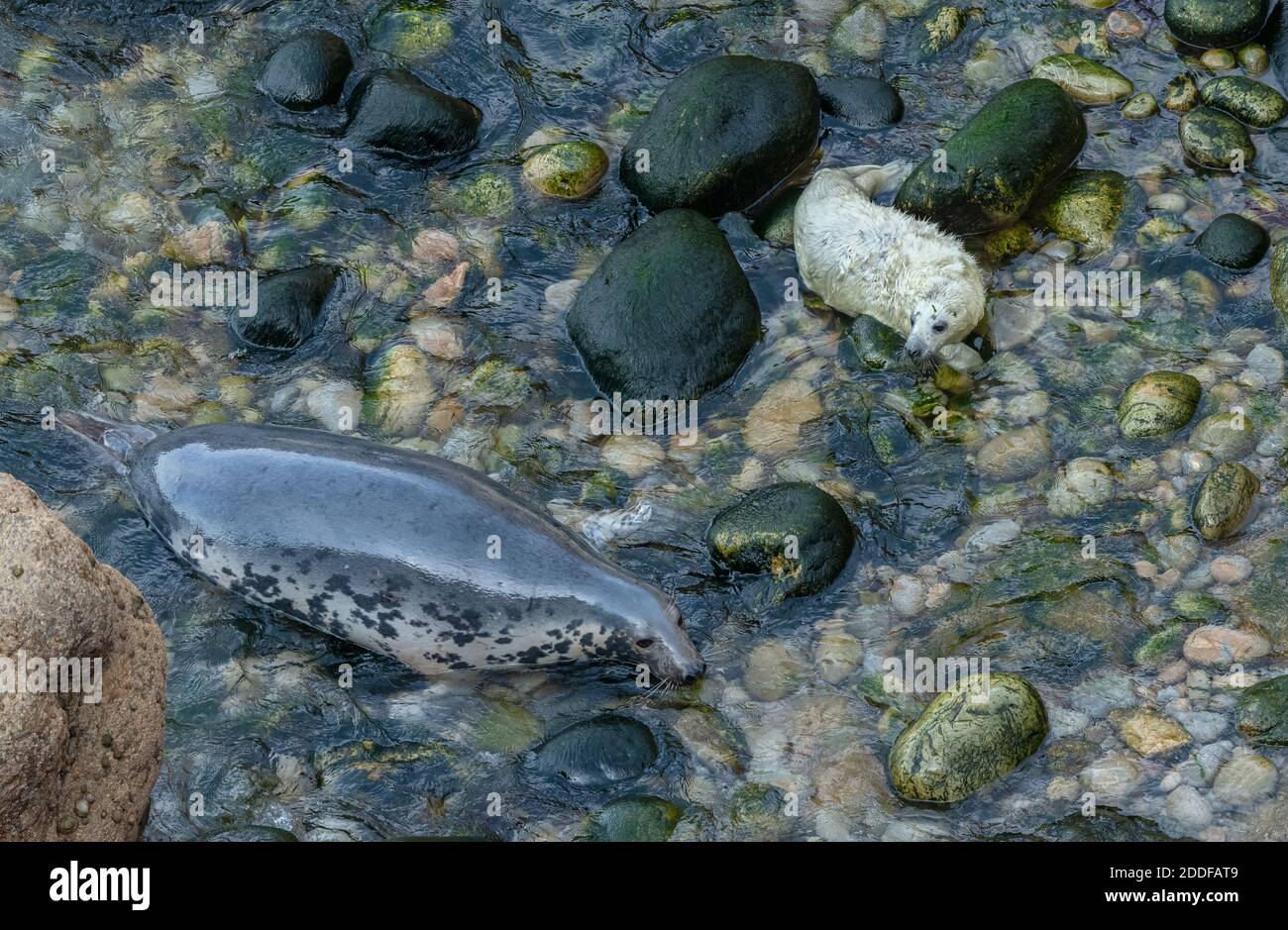 Phoque gris, mère d'Halichoerus grypus et pupe sur la plage de reproduction dans le sud-ouest du pays de Galles. Automne. Banque D'Images