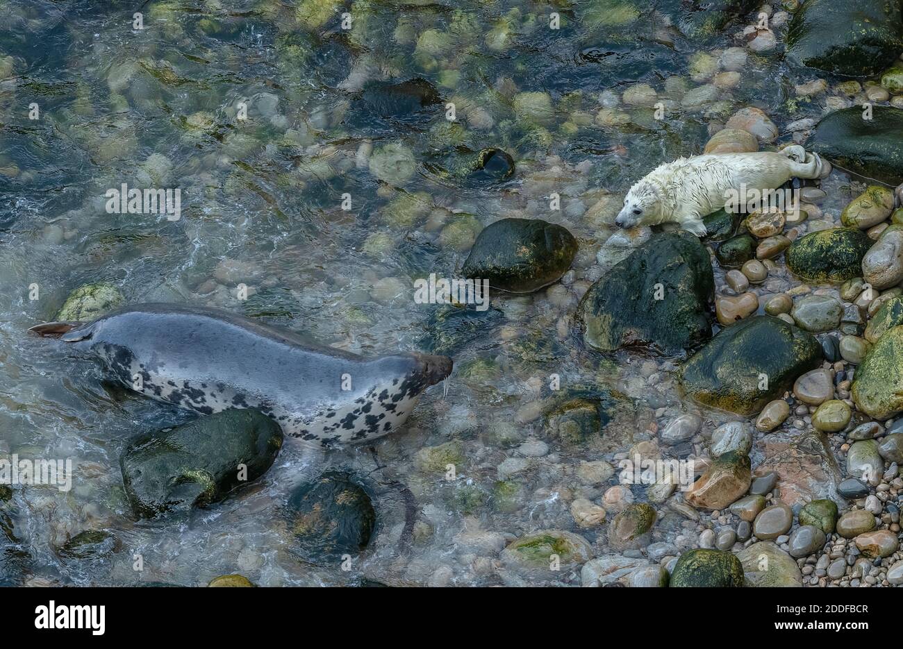 Phoque gris, mère d'Halichoerus grypus et pupe sur la plage de reproduction dans le sud-ouest du pays de Galles. Automne. Banque D'Images