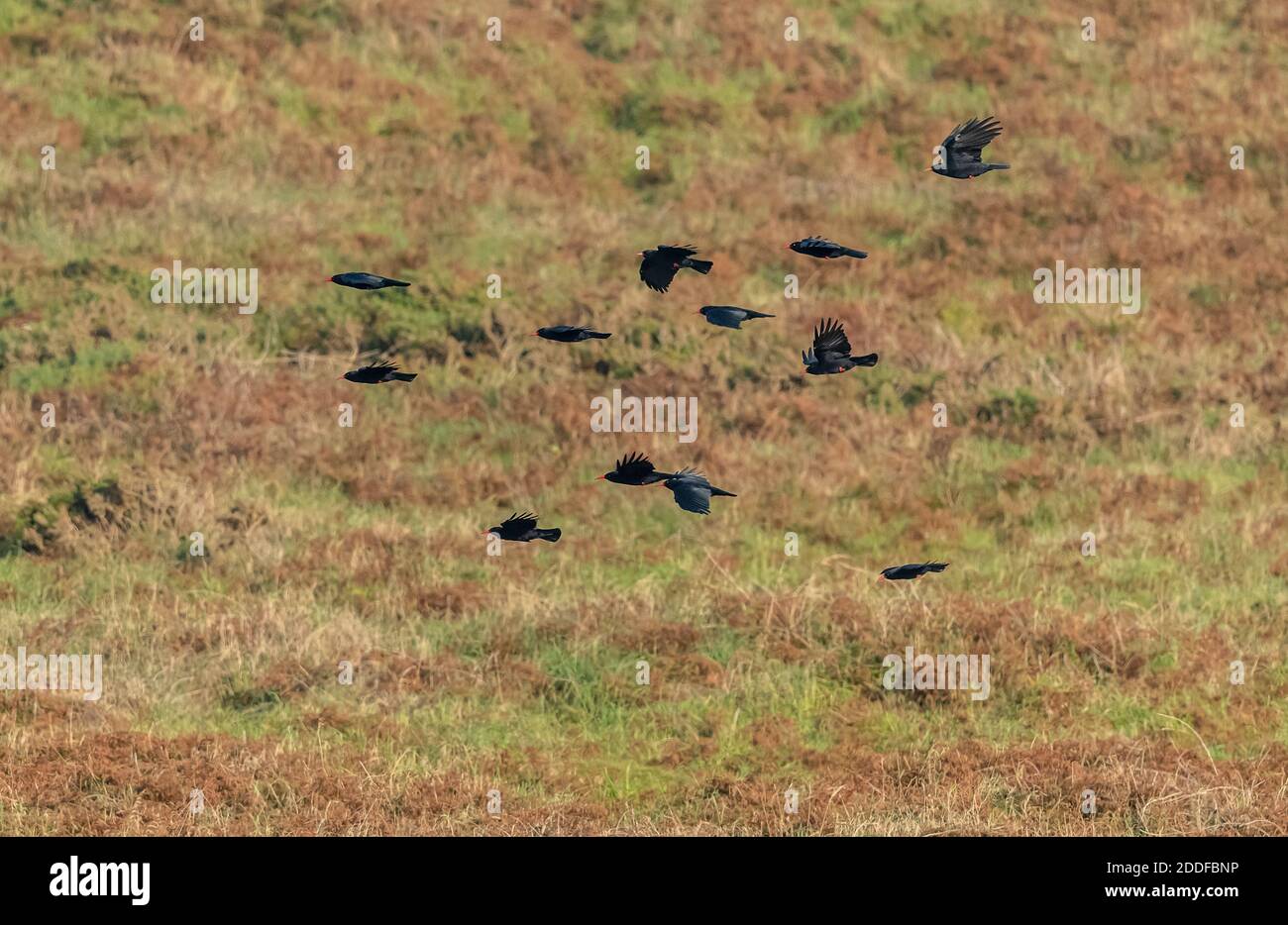 Des chougs à bec rouge, Pyrrhocorax pyrrhocorax, en vol au-dessus de la côte sud-ouest du Pembrokeshire, en automne. Pays de Galles. Banque D'Images