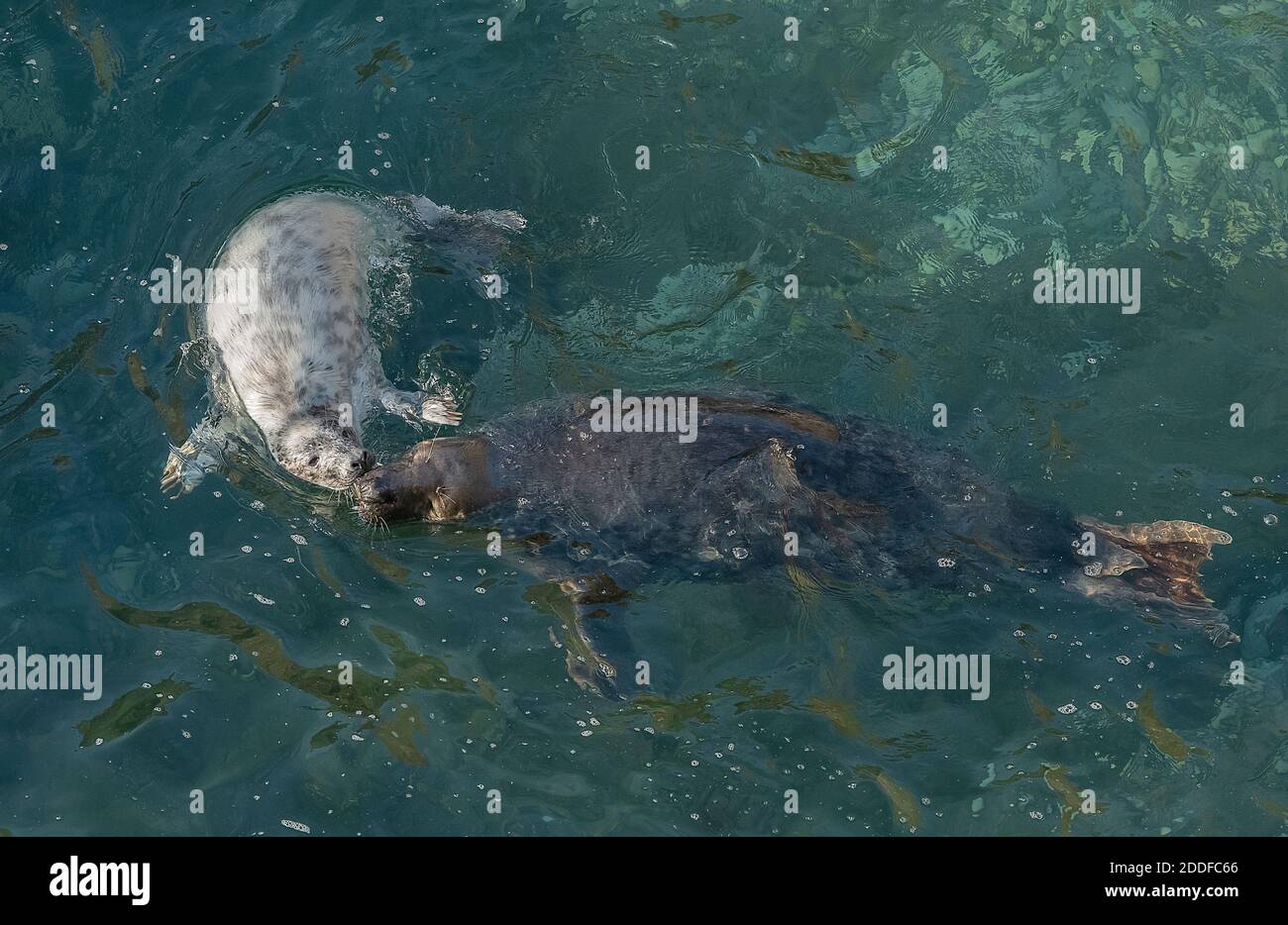 Phoque gris, mère d'Halichoerus grypus et pupe nageant à la plage de reproduction dans le sud-ouest du pays de Galles. Automne. Banque D'Images