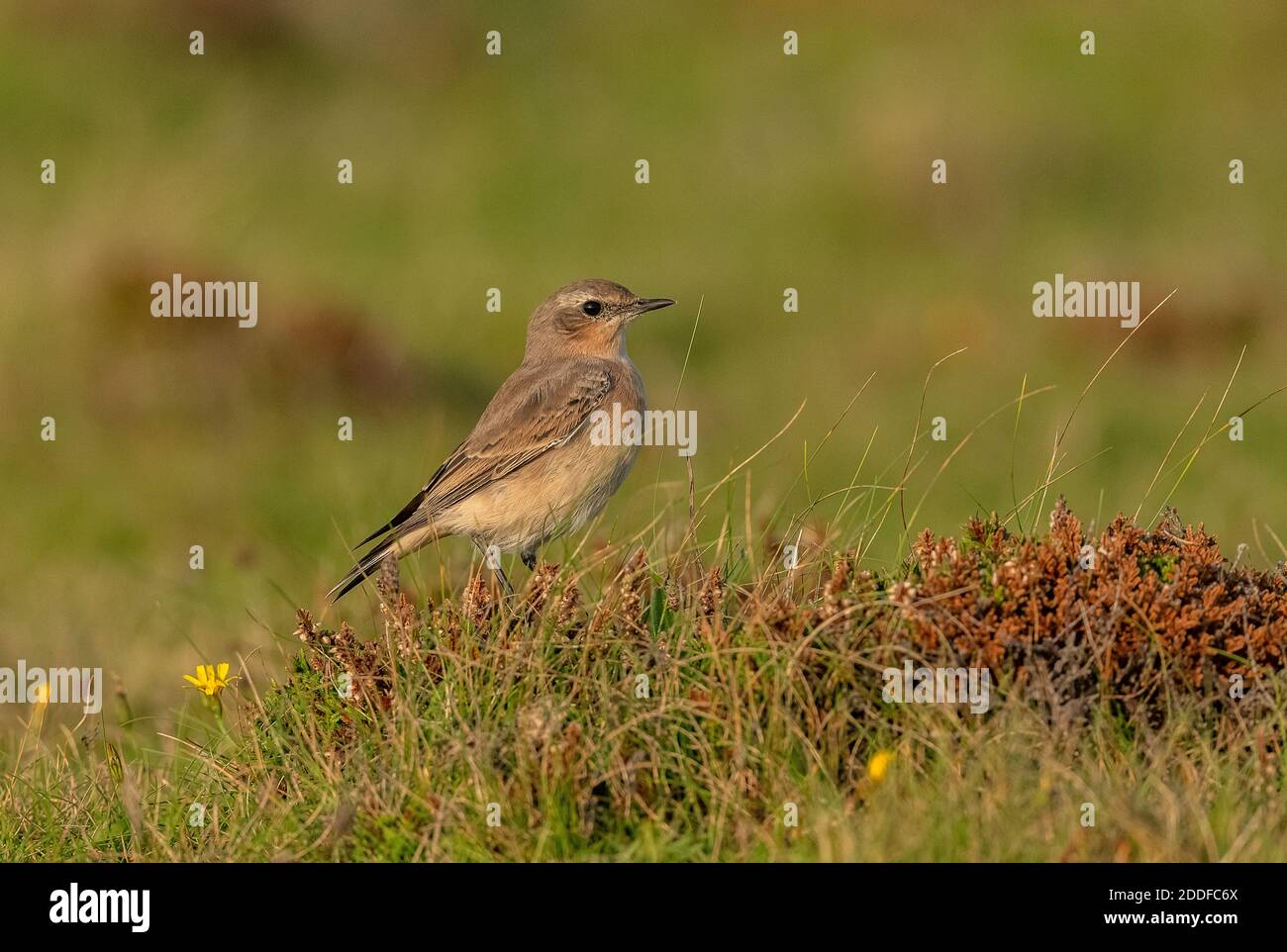 Femelle de petit-lait, Oenanthe oenanthe migrant vers le sud en automne, sur les prairies côtières, au sud-ouest du pays de Galles. Banque D'Images