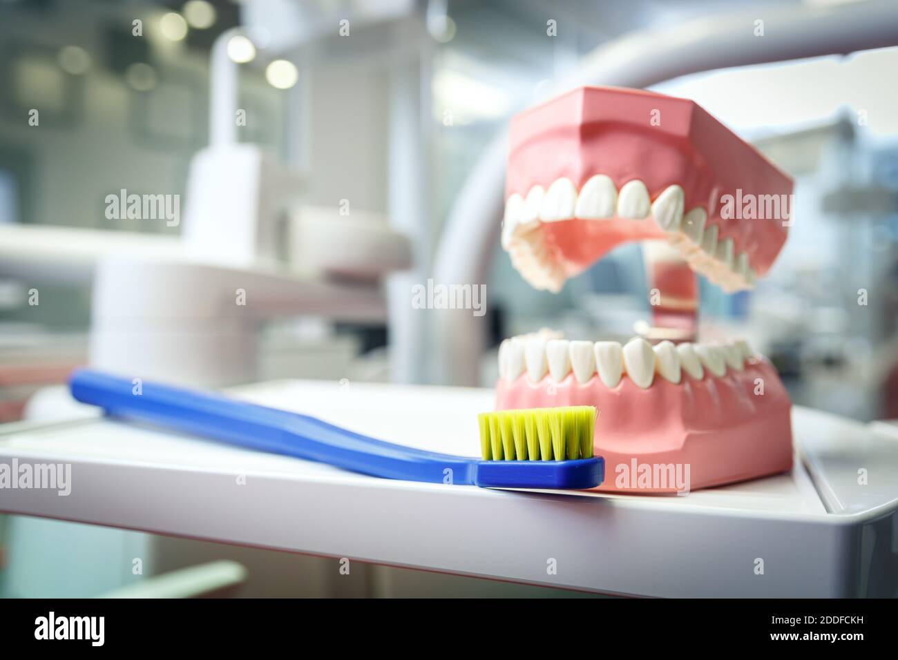 Modèle d'une mâchoire et d'une brosse à dents humaines dans un cabinet dentaire. Concept de soins de santé et de dentisterie Banque D'Images