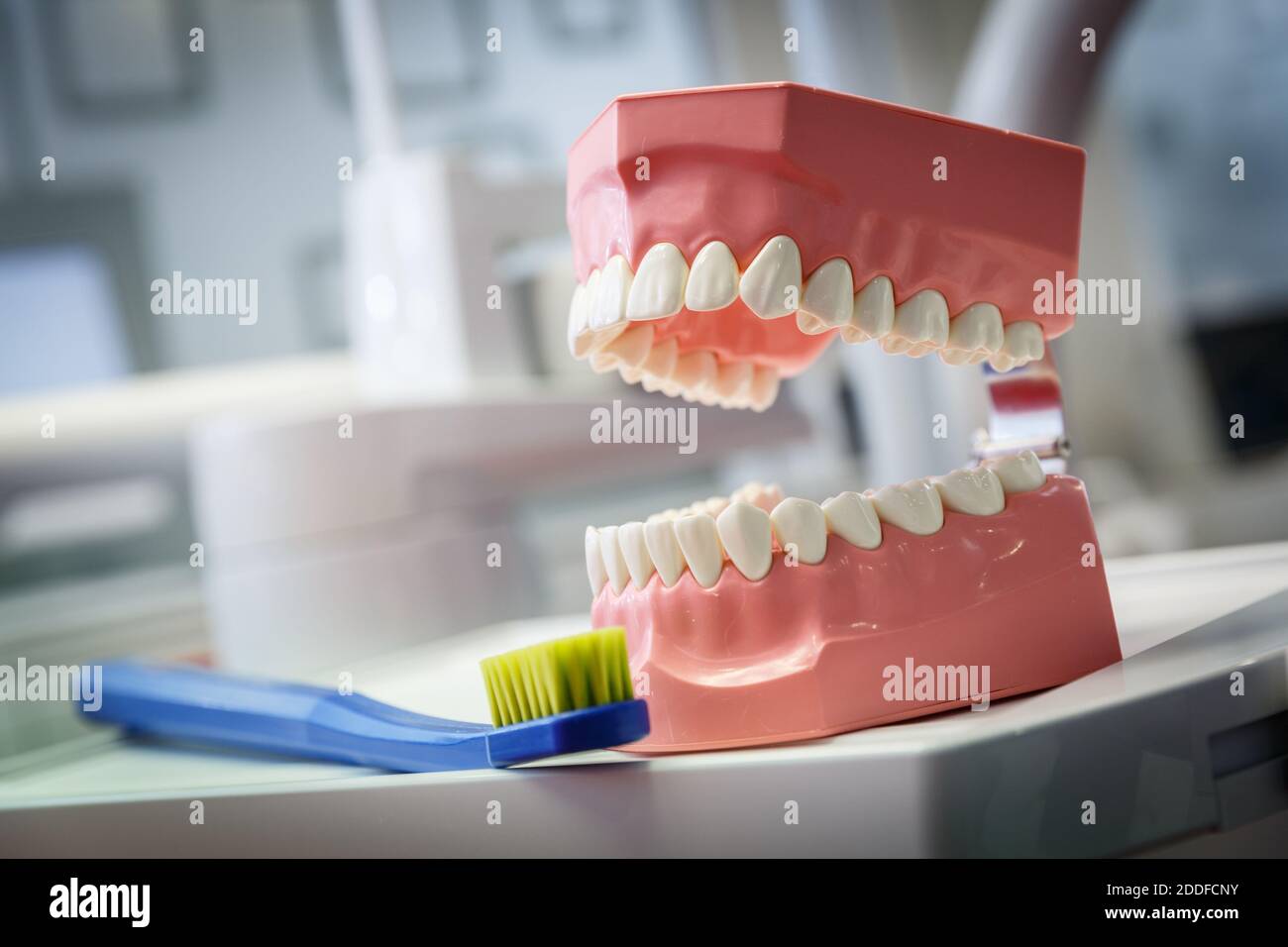 Modèle d'une mâchoire et d'une brosse à dents humaines dans un cabinet dentaire. Concept de soins de santé et de dentisterie Banque D'Images