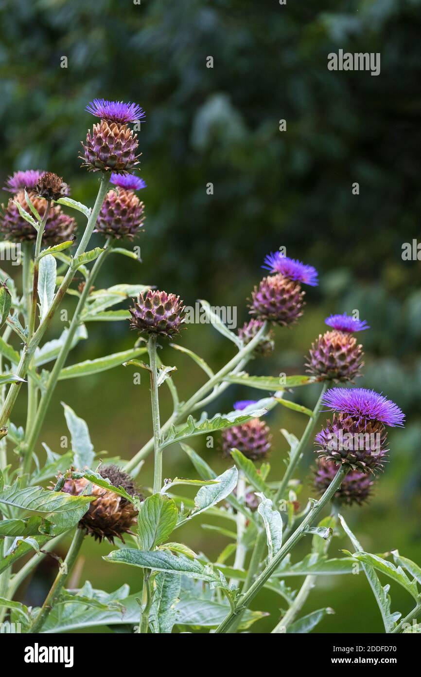 Les têtes de fleurs de Cardoon plante Cynara cardunculus. Banque D'Images