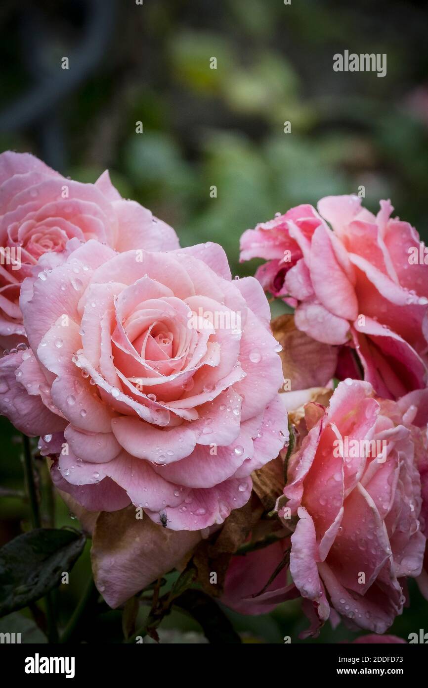 Des gouttelettes de pluie sur les pétales de la rose brodée de Bush poussent dans un jardin. Banque D'Images