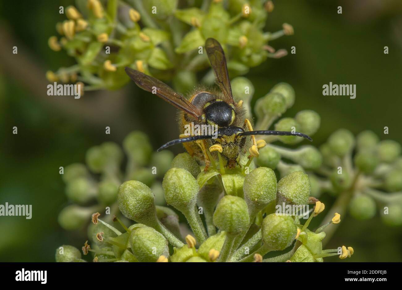 Wasp allemand, Vespula germanica, se nourrissant sur des fleurs d'Ivy en automne. Banque D'Images