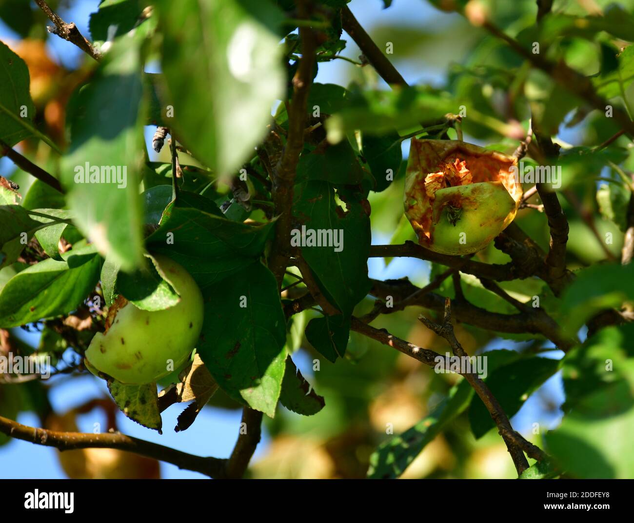 Pomme sur l'arbre pecké par les oiseaux. Europe Banque D'Images