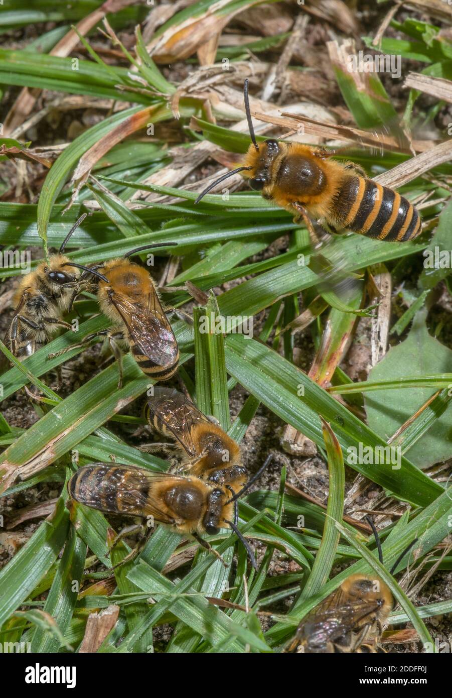 Boule de reproduction d'abeilles principalement mâles d'Ivy, Colletes hederae, dans une colonie de reproduction à la fin de l'été. Banque D'Images