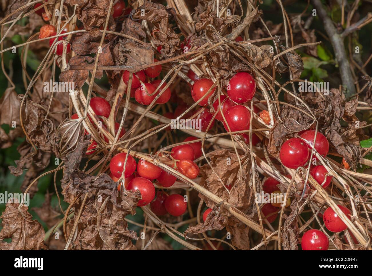 Baies de bryonie blanche, Bryonia dioica, en automne hedgerow. Banque D'Images