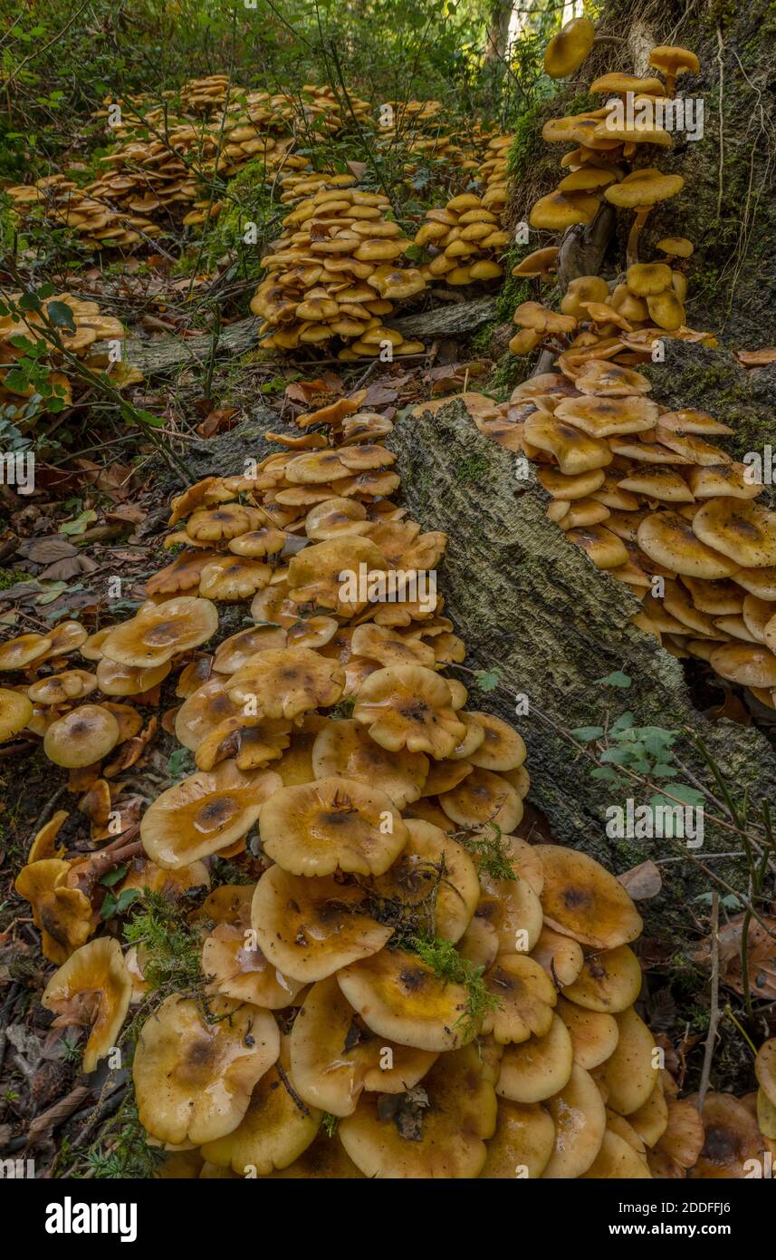 D'énormes touffes de champignon du miel, Armillaria mellea, autour de la base d'un vieux arbre. Nouvelle forêt. Banque D'Images