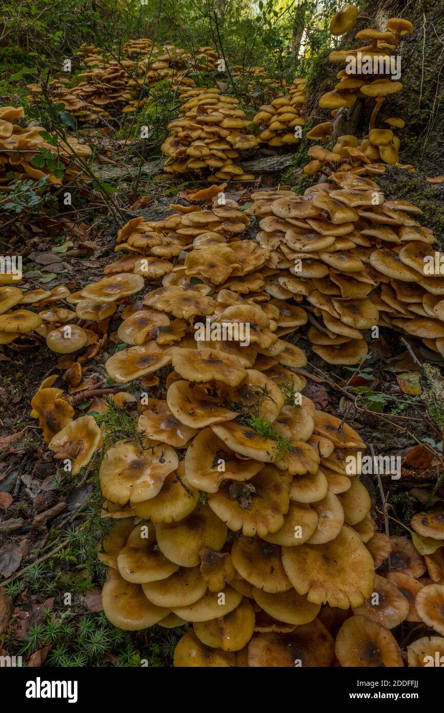 D'énormes touffes de champignon du miel, Armillaria mellea, autour de la base d'un vieux arbre. Nouvelle forêt. Banque D'Images