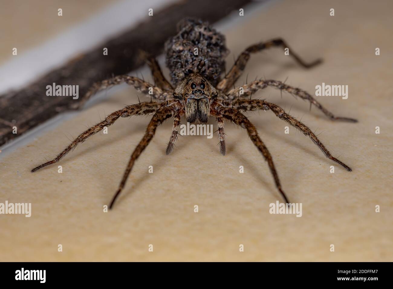 Araignée loup de la famille des Lycosidae portant les jeunes l'abdomen Banque D'Images