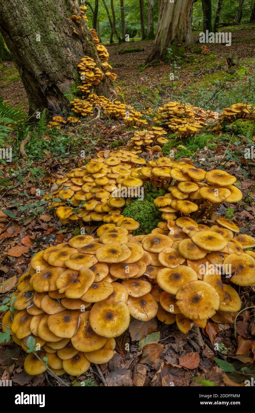 D'énormes touffes de champignon du miel, Armillaria mellea, autour de la base d'un vieux arbre. Nouvelle forêt. Banque D'Images