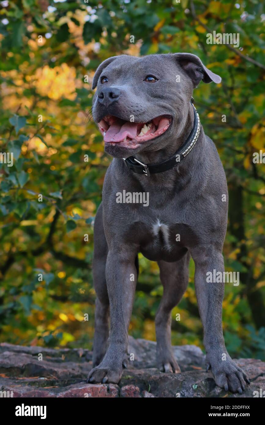 English Staffordshire Bull Terrier avec corps musclé se dresse sur Rock dans la forêt nature pendant l'automne. Blue Staffy Smiles à l'extérieur. Banque D'Images