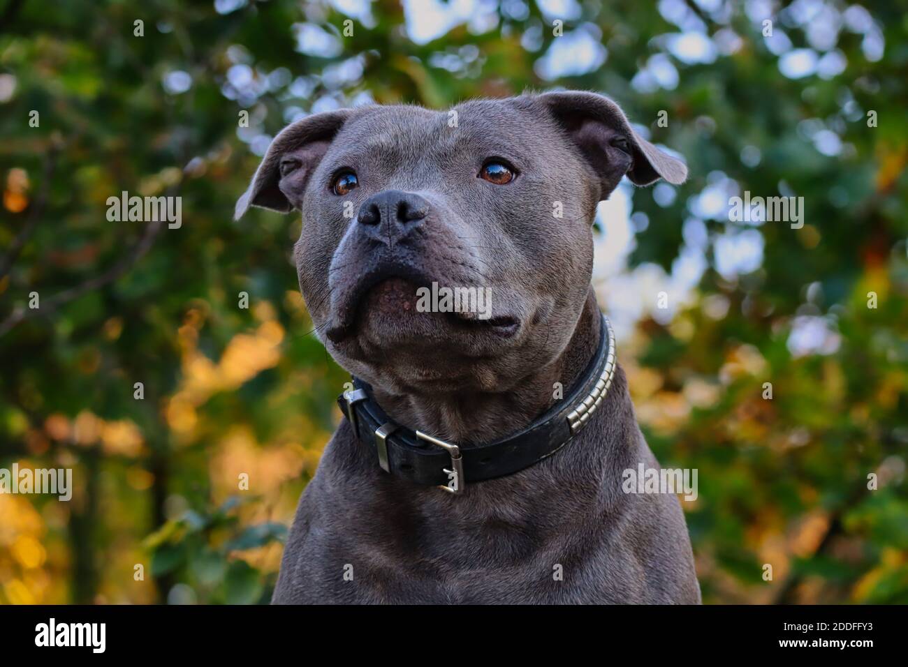 Blue Staffordshire Bull Terrier Banque D Image Et Photos Page 5 Alamy Blue Staffordshire Bull Terrier Banque D Image Et Photos Page 5 Alamy