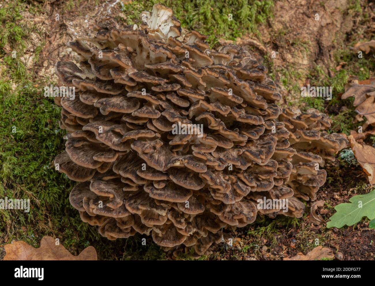 Poule des bois, Grifola frondosa, croissant en grand groupe sur le vieux chêne. Banque D'Images