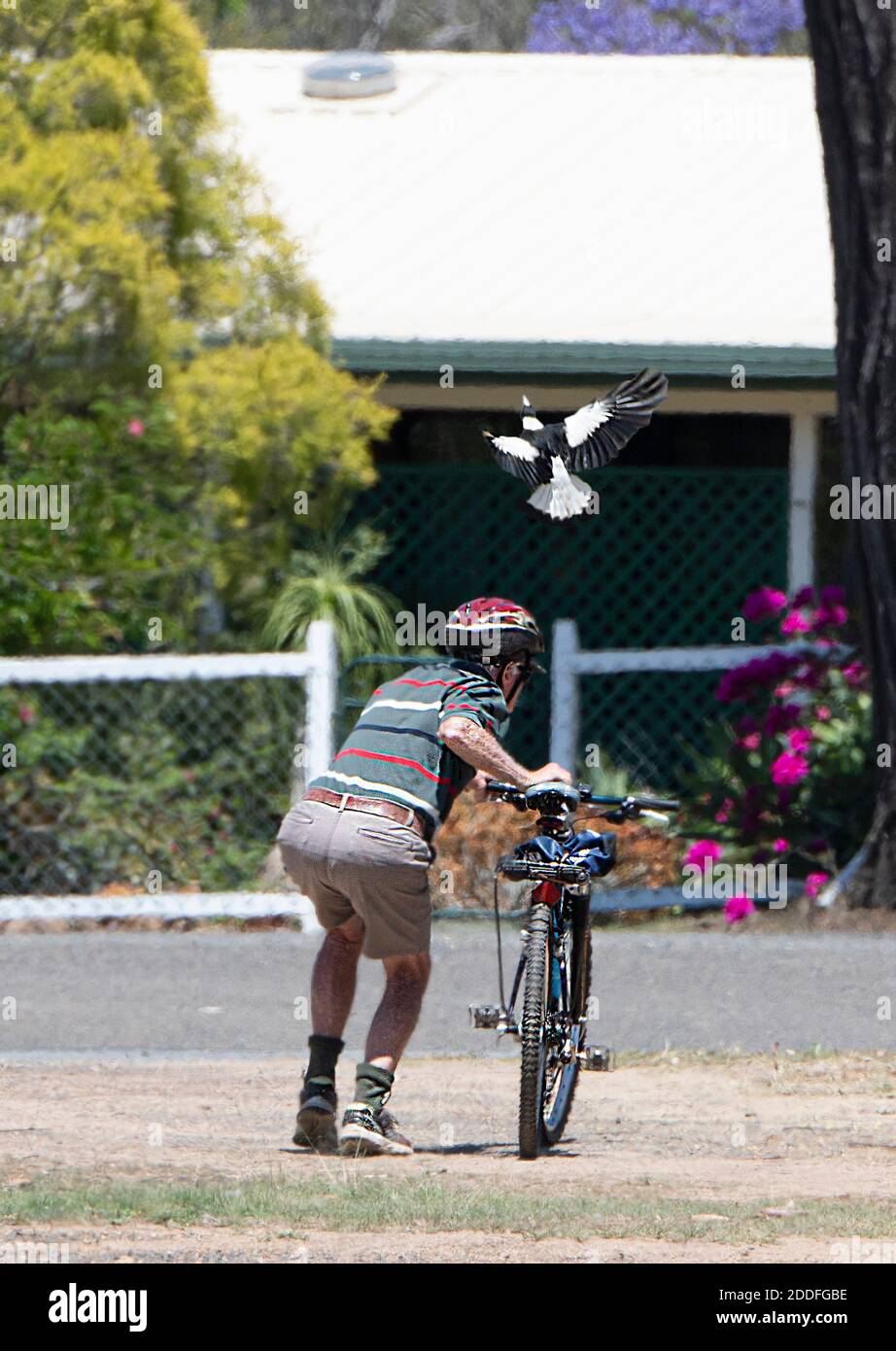 Magpie a fait un pochoir cycliste pendant la saison de nidification (Cracticus tibicen ou Gymnorhina tibicen), Toogoolawah, Queensland, Queensland, Australie Banque D'Images
