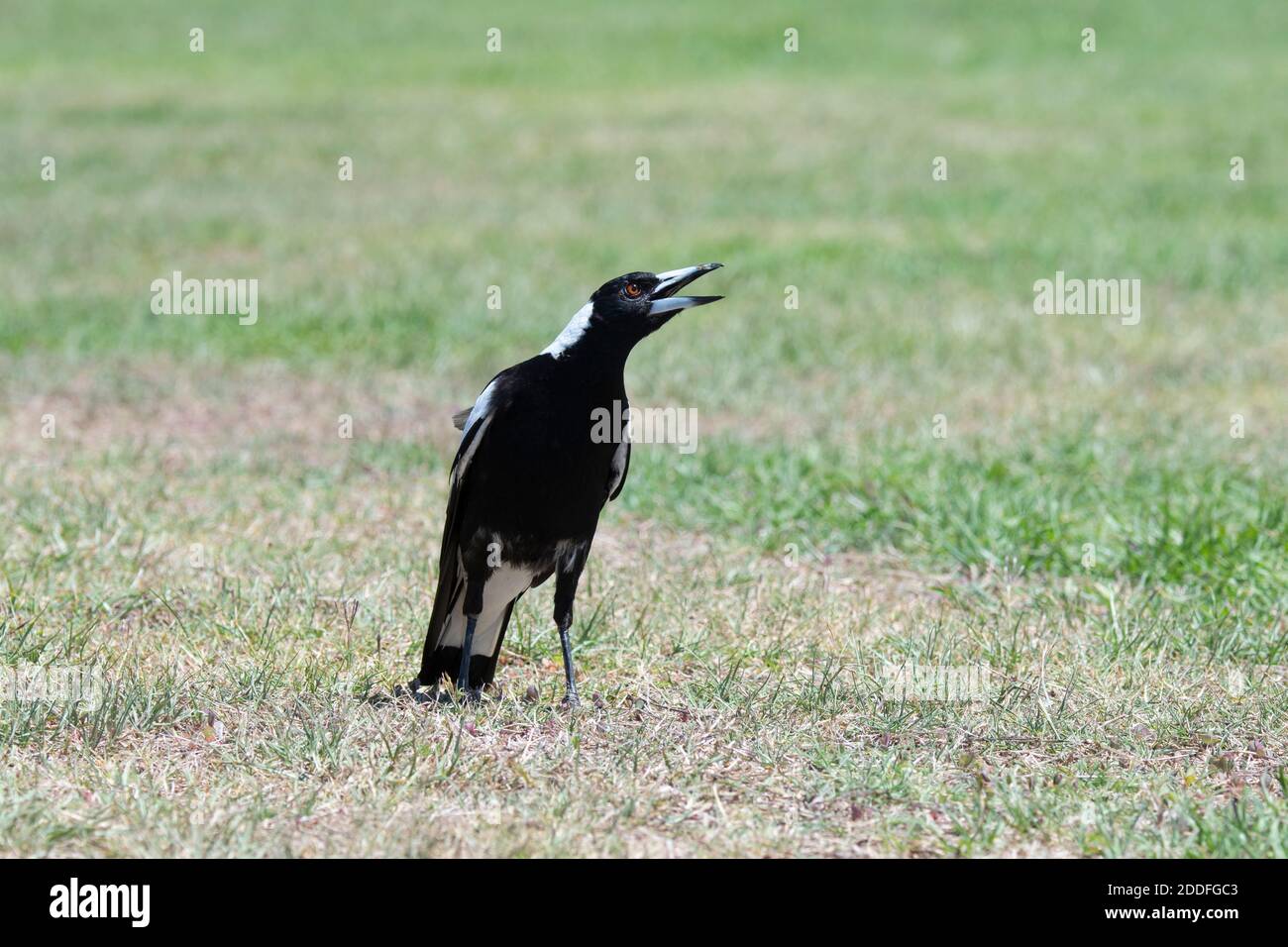 Menace de la Magpie australienne pendant la saison de nidification (Cracticus tibicen ou Gymnorhina tibicen), Toogoolawah, Queensland, Queensland, Australie Banque D'Images