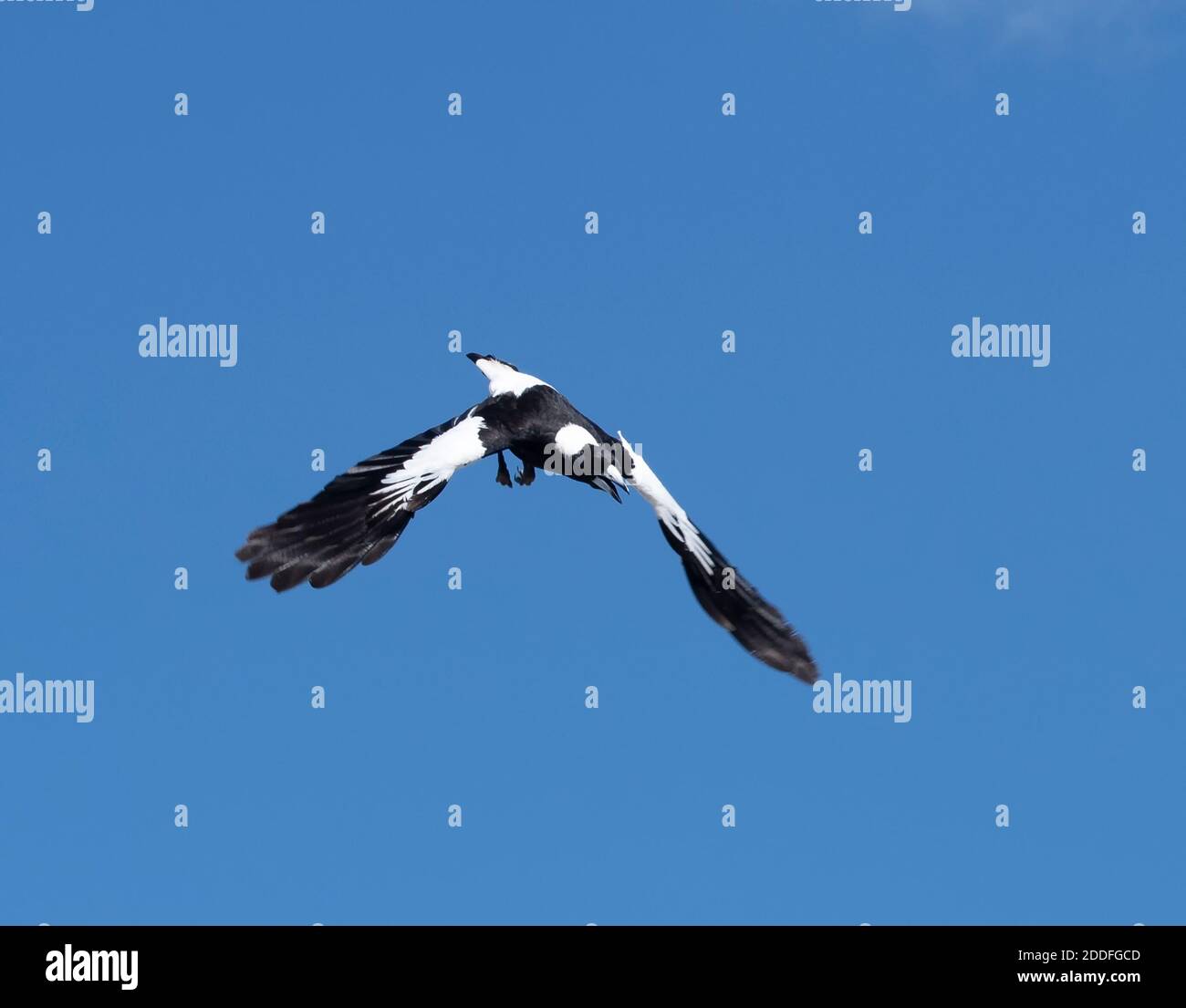 Faire des courses de Magpie australienne pendant la saison de nidification (Cracticus tibicen ou Gymnorhina tibicen), Toogoolawah, Queensland, Queensland, Australie Banque D'Images