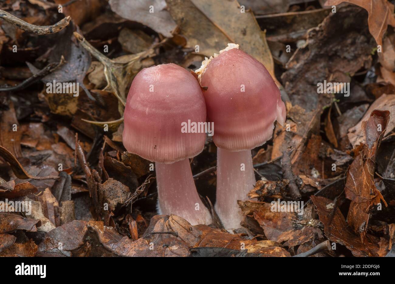 Groupe de champignons de capot de Rosy, Mycena rosea, en bois de hêtre, Nouvelle forêt. Banque D'Images