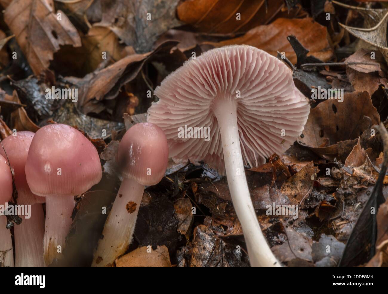 Groupe de champignons de capot de Rosy, Mycena rosea, en bois de hêtre, Nouvelle forêt. Banque D'Images