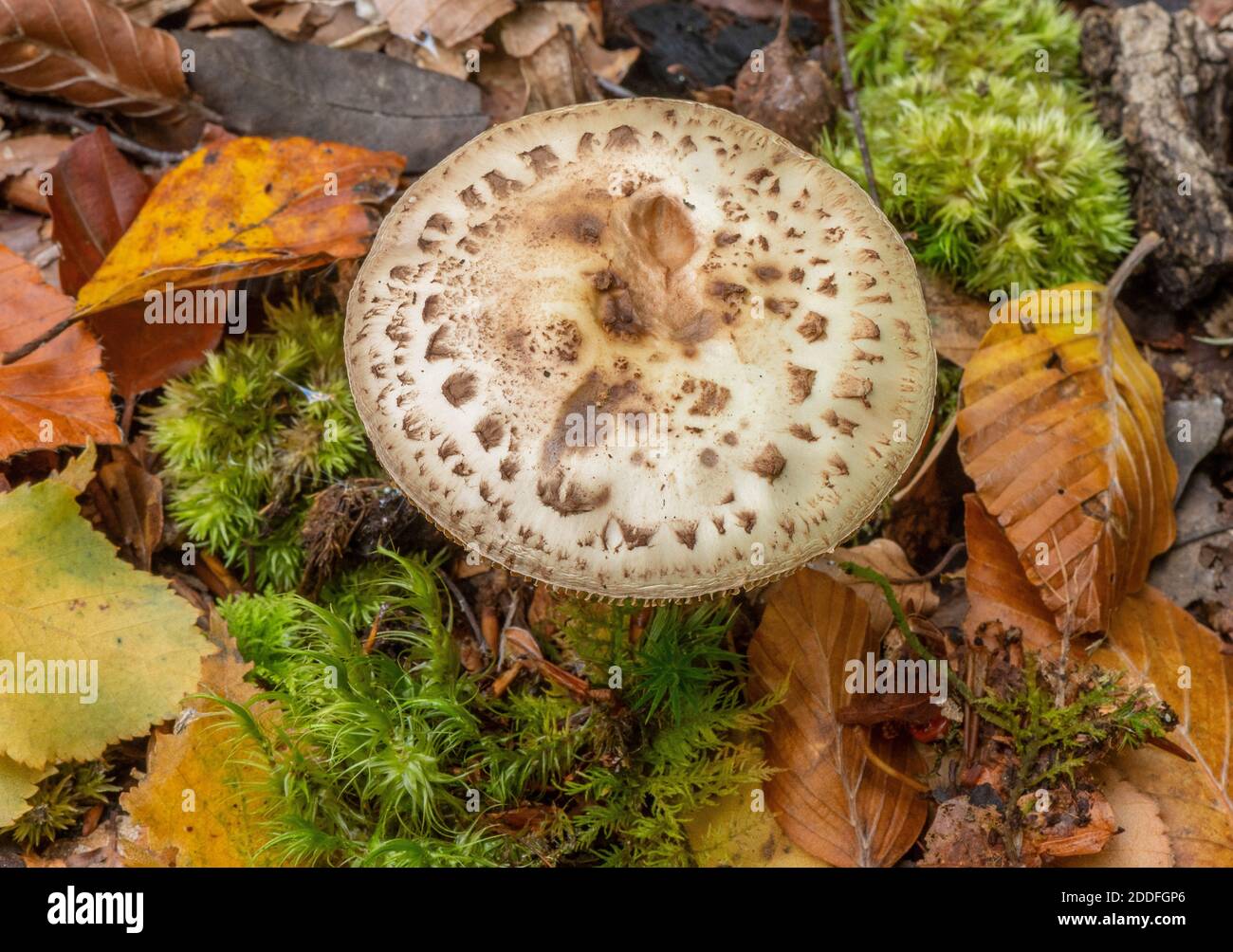 Faux Deathcap, Amanita citrina, champignons dans le bois de Beech. Banque D'Images