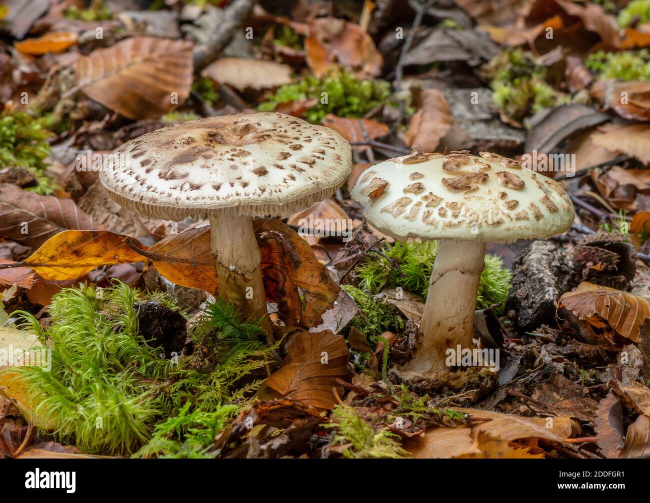 Faux Deathcap, Amanita citrina, champignons dans le bois de Beech. Banque D'Images
